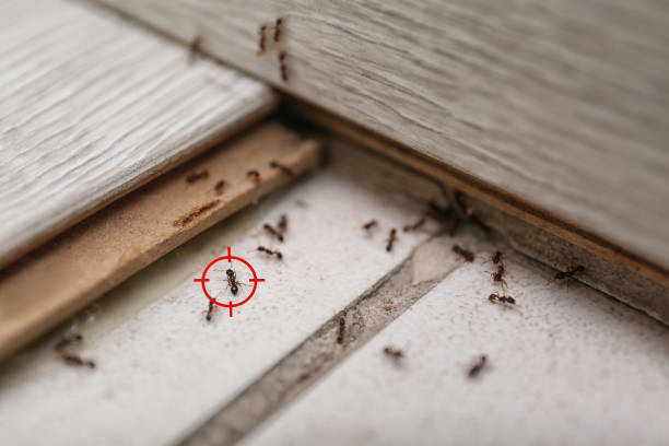 Best Termite Control Services  in Elmendorf, TX