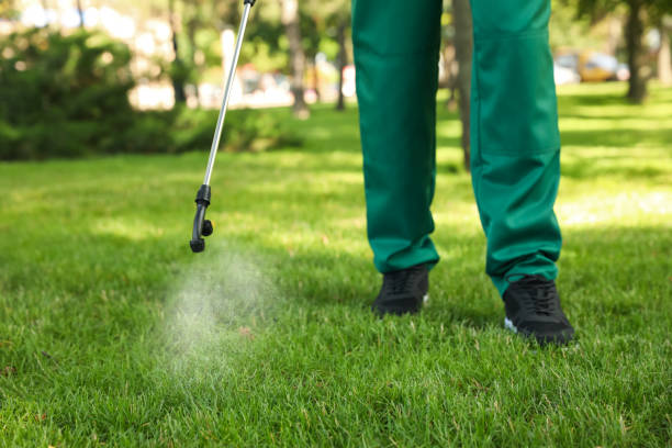 Best Local Pest Control Services  in Elmendorf, TX