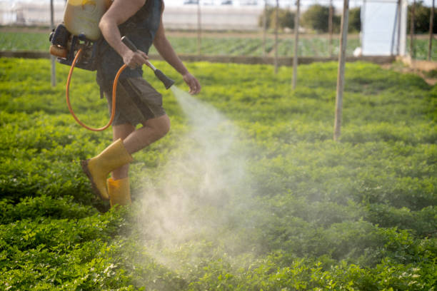Best Affordable Pest Control Services  in Elmendorf, TX