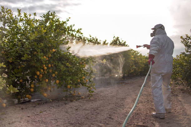 Best Rodent Control Near Me  in Elmendorf, TX