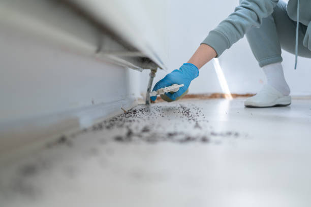 Best Pest Inspection Near Me  in Elmendorf, TX
